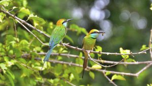 Bee eaters with bee in mouth in Yala National Park Sri Lanka / Asia. The bee-eaters are a group of near-passerine birds in the family Meropidae. Most species are found in Africa and Asia but others occur in southern Europe, Australia, and New Guinea. They are characterised by richly coloured plumage, slender bodies, and usually elongated central tail feathers. All have long downturned bills and pointed wings, which give them a swallow-like appearance when seen from afar. There are 26 different species of bee-eaters.